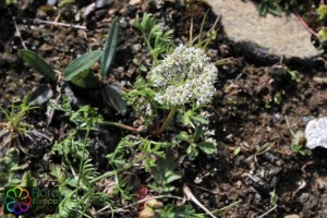 pachypleurum mutellinoides